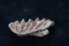 neoceratodus africanus - CENOMANIAN - Kem Kem - Morocco