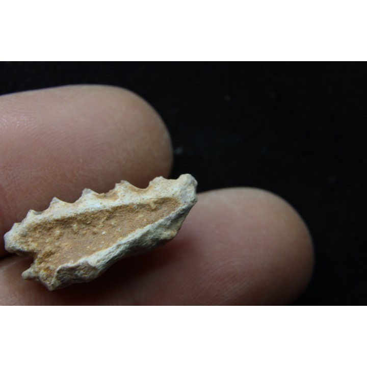 neoceratodus africanus - CENOMANIAN - Kem Kem - Morocco