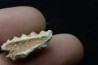 neoceratodus africanus - CENOMANIEN - Kem Kem - MAROC