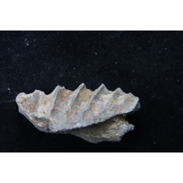 neoceratodus africanus - CENOMANIAN - Kem Kem - Morocco