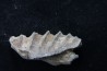 neoceratodus africanus - CENOMANIEN - Kem Kem - MAROC