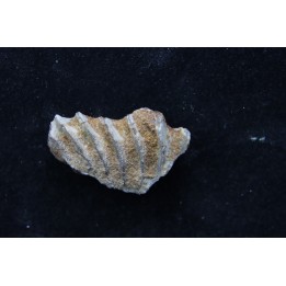 neoceratodus africanus - CENOMANIEN - Kem Kem - MAROC