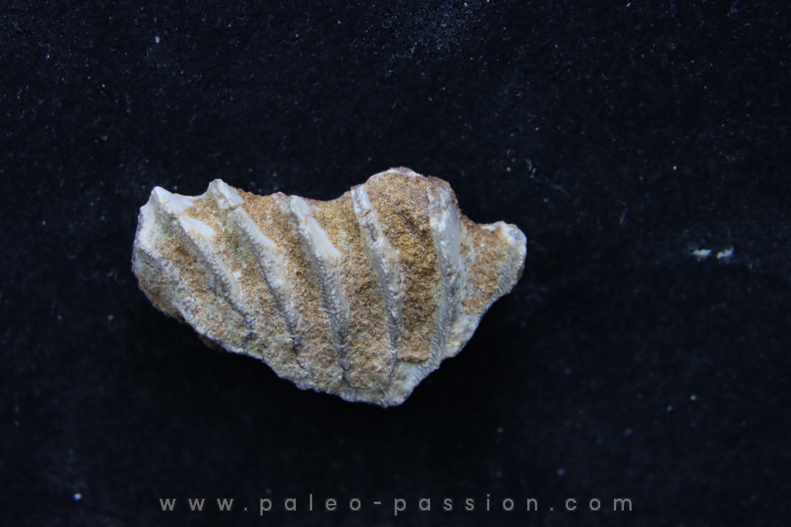 neoceratodus africanus - CENOMANIAN - Kem Kem - Morocco
