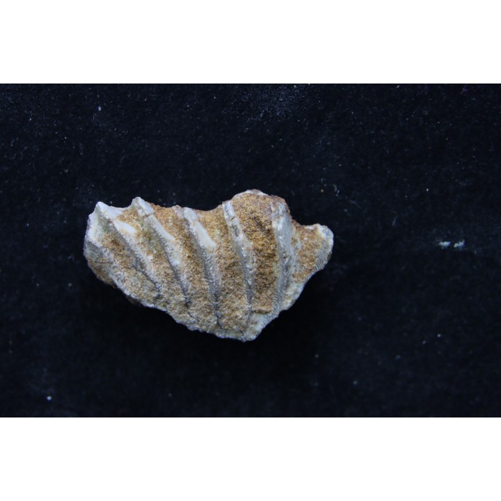 neoceratodus africanus - CENOMANIEN - Kem Kem - MAROC