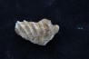 neoceratodus africanus - CENOMANIAN - Kem Kem - Morocco