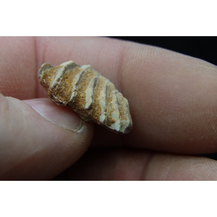 neoceratodus africanus - CENOMANIAN - Kem Kem - Morocco