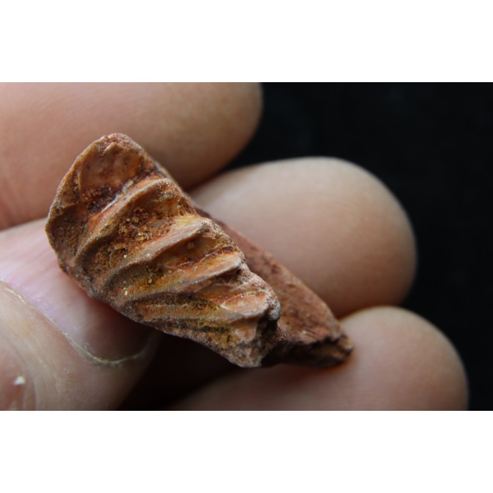 neoceratodus africanus - CENOMANIAN - Kem Kem - Morocco