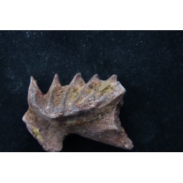 neoceratodus africanus - CENOMANIAN - Kem Kem - Morocco