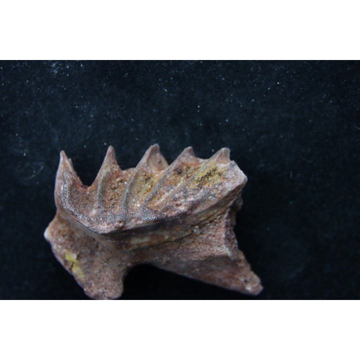 neoceratodus africanus - CENOMANIEN - Kem Kem - MAROC