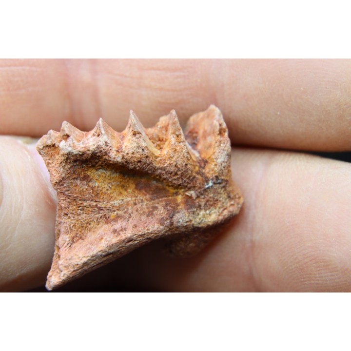 neoceratodus africanus - CENOMANIAN - Kem Kem - Morocco