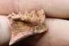 neoceratodus africanus - CENOMANIEN - Kem Kem - MAROC