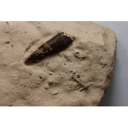 dent d'Elasmosaure: Libonectes morgani - Turonien inférieur - Asfla, Goulmima, Maroc
