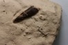 Elasmosaur tooth: Libonectes morgani - lower Turonian - Asfla, Goulmima, Morocco