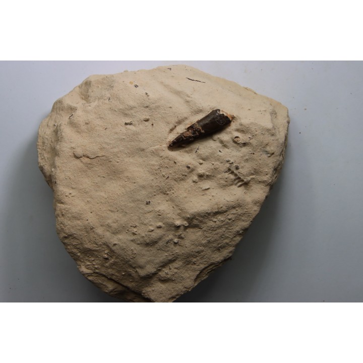 Elasmosaur tooth: Libonectes morgani - lower Turonian - Asfla, Goulmima, Morocco