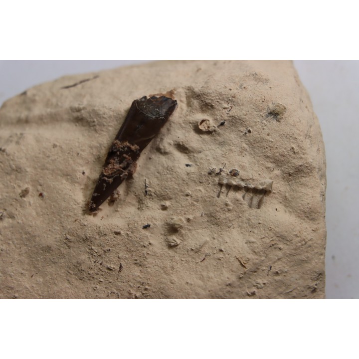 dent d'Elasmosaure: Libonectes morgani - Turonien inférieur - Asfla, Goulmima, Maroc