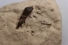 dent d'Elasmosaure: Libonectes morgani - Turonien inférieur - Asfla, Goulmima, Maroc