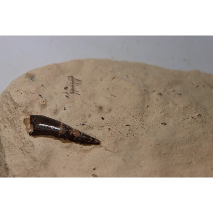 Elasmosaur tooth: Libonectes morgani - lower Turonian - Asfla, Goulmima, Morocco