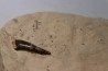 dent d'Elasmosaure: Libonectes morgani - Turonien inférieur - Asfla, Goulmima, Maroc