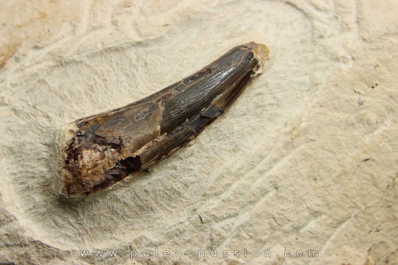 Elasmosaur tooth: Libonectes morgani - lower Turonian - Asfla, Goulmima ...