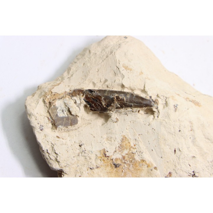 dent d'Elasmosaure: Libonectes morgani - Turonien inférieur - Asfla, Goulmima, Maroc