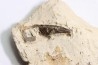 Elasmosaur tooth: Libonectes morgani - lower Turonian - Asfla, Goulmima, Morocco