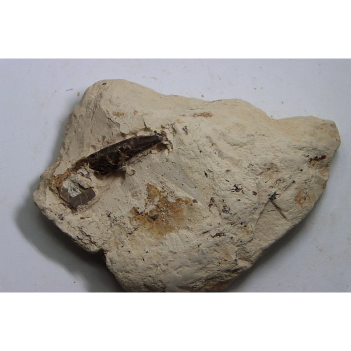 Elasmosaur tooth: Libonectes morgani - lower Turonian - Asfla, Goulmima, Morocco