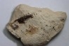 Elasmosaur tooth: Libonectes morgani - lower Turonian - Asfla, Goulmima, Morocco