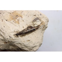 Elasmosaur tooth: Libonectes morgani - lower Turonian - Asfla, Goulmima, Morocco