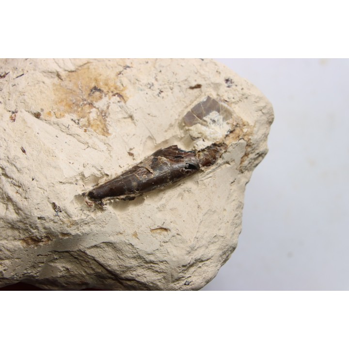 dent d'Elasmosaure: Libonectes morgani - Turonien inférieur - Asfla, Goulmima, Maroc