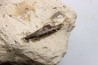 dent d'Elasmosaure: Libonectes morgani - Turonien inférieur - Asfla, Goulmima, Maroc