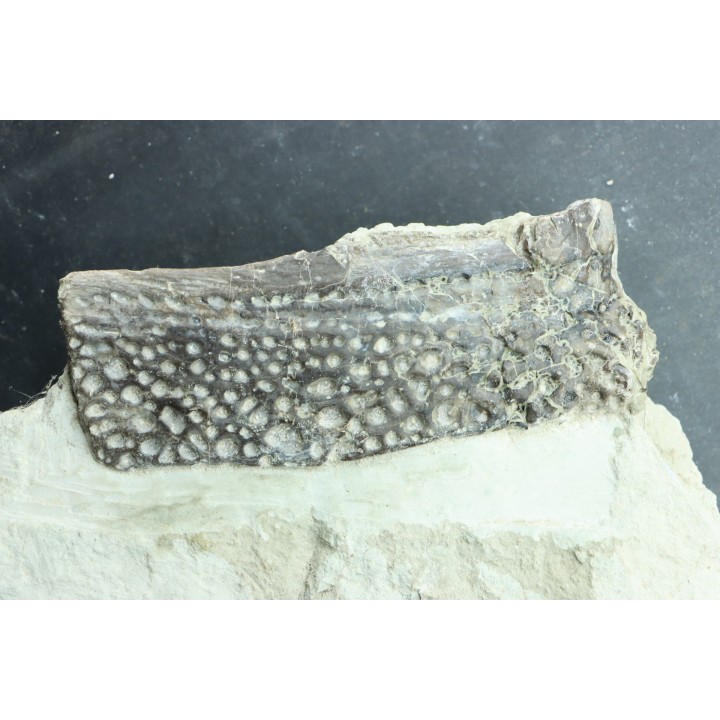 crocodile scute: GONIOPHOLIS SIMUS - Berriasian - lieu dit "Champblanc", Cherves-de-cognac, FRANCE