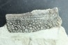 crocodile scute: GONIOPHOLIS SIMUS - Berriasian - lieu dit "Champblanc", Cherves-de-cognac, FRANCE