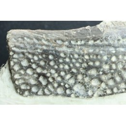 crocodile scute: GONIOPHOLIS SIMUS - Berriasian - lieu dit "Champblanc", Cherves-de-cognac, FRANCE