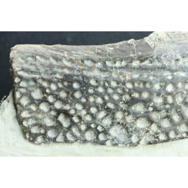 Grosse Plaque dermique de crocodile:  GONIOPHOLIS SIMUS -  Berriasien - Cherves-de-cognac, FRANCE