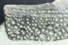 crocodile scute: GONIOPHOLIS SIMUS - Berriasian - lieu dit "Champblanc", Cherves-de-cognac, FRANCE
