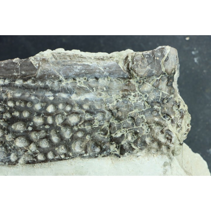 crocodile scute: GONIOPHOLIS SIMUS - Berriasian - lieu dit "Champblanc", Cherves-de-cognac, FRANCE