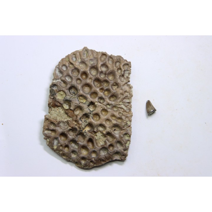 crocodile tooth and scute: GONIOPHOLIS SIMUS - Berriasian - lieu dit "Champblanc", Cherves-de-cognac, FRANCE