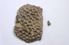 crocodile tooth and scute: GONIOPHOLIS SIMUS - Berriasian - lieu dit "Champblanc", Cherves-de-cognac, FRANCE