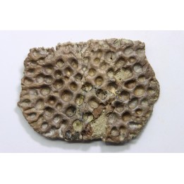 Plaque dermique et dent de crocodile: GONIOPHOLIS SIMUS -  Berriasien - Cherves-de-cognac, FRANCE