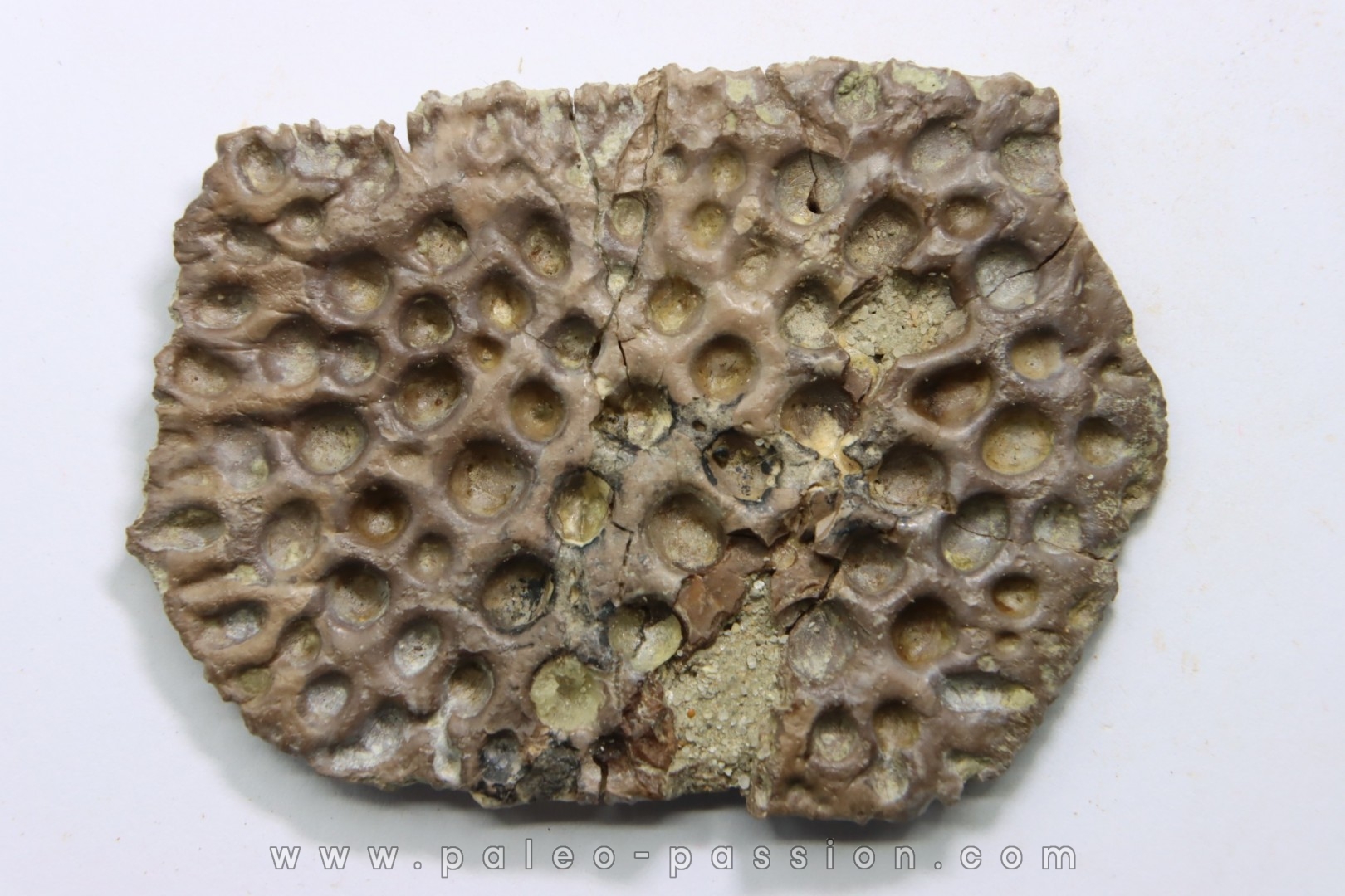 crocodile tooth and scute: GONIOPHOLIS SIMUS - Berriasian - lieu dit "Champblanc", Cherves-de-cognac, FRANCE