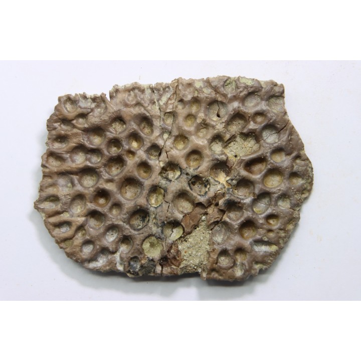 crocodile tooth and scute: GONIOPHOLIS SIMUS - Berriasian - lieu dit "Champblanc", Cherves-de-cognac, FRANCE