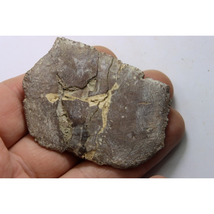 crocodile tooth and scute: GONIOPHOLIS SIMUS - Berriasian - lieu dit "Champblanc", Cherves-de-cognac, FRANCE