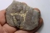 crocodile tooth and scute: GONIOPHOLIS SIMUS - Berriasian - lieu dit "Champblanc", Cherves-de-cognac, FRANCE