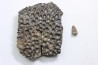 crocodile tooth and scute: GONIOPHOLIS SIMUS - Berriasian - lieu dit "Champblanc", Cherves-de-cognac, FRANCE