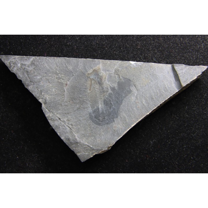 Marrella splendens - cambrien moyen - Burgess Shale - Burgess, British Colombia, CANADA