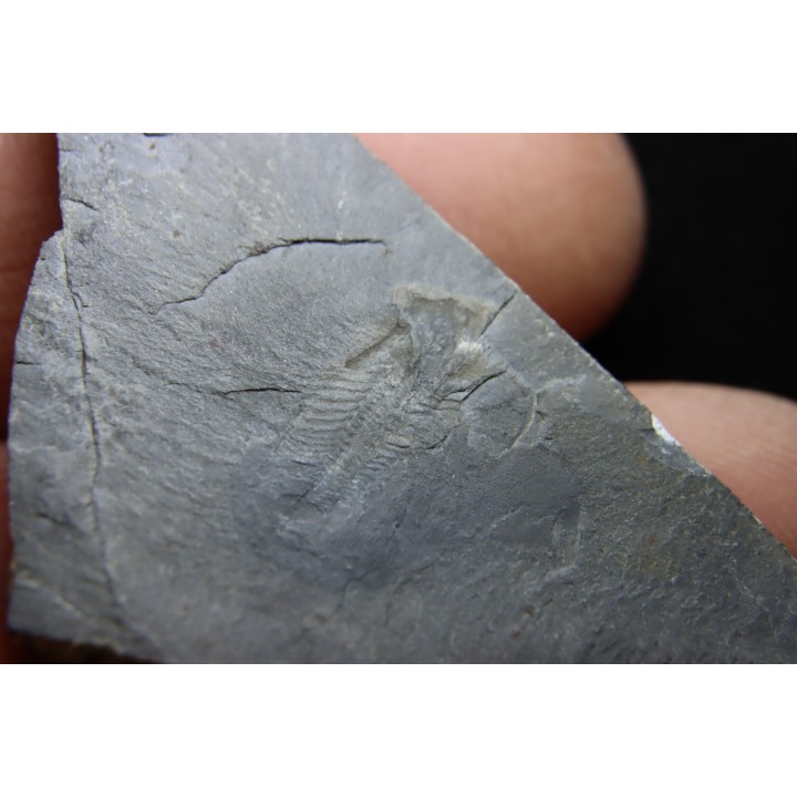 Marrella splendens - cambrien moyen - Burgess Shale - Burgess, British Colombia, CANADA