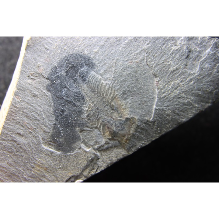 Marrella splendens - middle cambrian - Burgess Shale - Burgess, British Colombia, CANADA