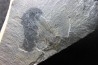 Marrella splendens - cambrien moyen - Burgess Shale - Burgess, British Colombia, CANADA