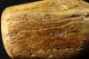 CRETACEOUS AMBER FROM ARCHINGEAY - FRANCE