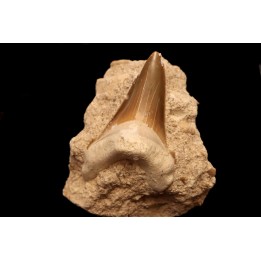 dent de requin: CARCHAROCLES SOKOLOVI Barthonien (éocène) Boujdour, maroc